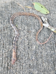 Coelognathus radiatus