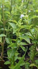 Mosla dianthera