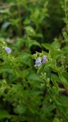 Mosla dianthera