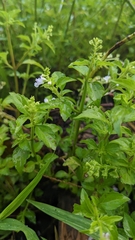 Mosla dianthera