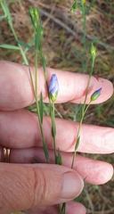 Linum marginale