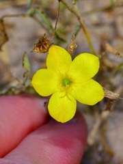 Talinum polygaloides