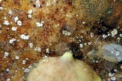 Pyuridae