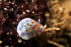 Chromodoris ambigua