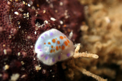 Chromodoris ambigua