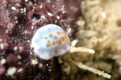 Chromodoris ambigua