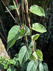 Cissus verticillata