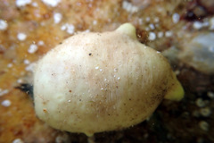 Pyuridae