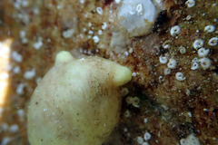Pyuridae