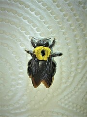 Xylocopa pubescens