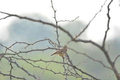 Mirafra erythroptera