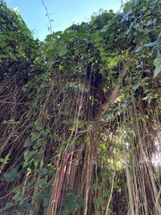 Cissus verticillata