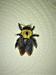 Xylocopa pubescens