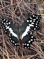 Papilio demodocus demodocus