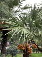 Arecaceae