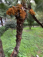 Arecaceae