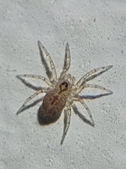 Oecobius navus