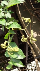 Heliotropium sarmentosum