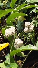 Heliotropium sarmentosum