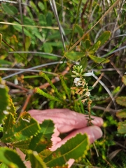 Epacris obtusifolia