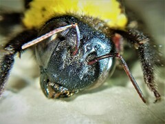Xylocopa pubescens