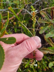 Epacris obtusifolia