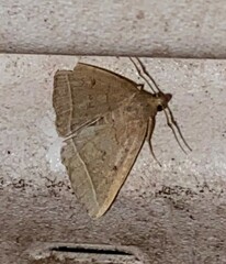 Zanclognatha marcidilinea