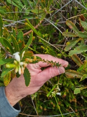 Epacris obtusifolia