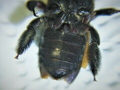 Xylocopa pubescens