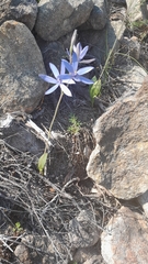 Thelymitra crinita