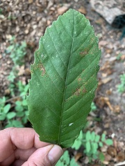 Castanea sativa