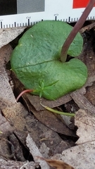 Corybas diemenicus