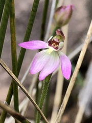 Caladenia pusilla