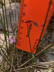 Caladenia pusilla
