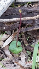 Corybas diemenicus