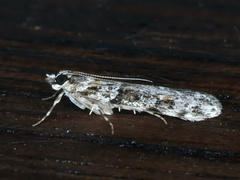 Scoparia chiasta