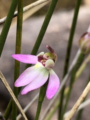 Caladenia pusilla