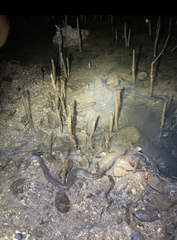 Cerberus schneiderii