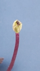 Corybas diemenicus