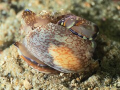 Philinopsis speciosa