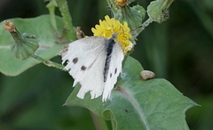 Pieris mannii