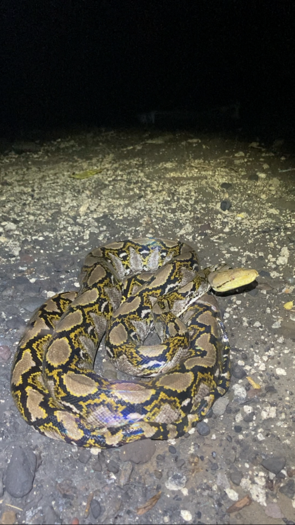 Reticulated Python in October 2022 by Jorge Abad · iNaturalist