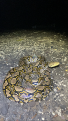 Malayopython reticulatus