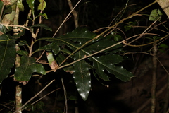 Stenocarpus sinuatus