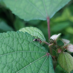Camponotus rufoglaucus