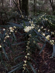 Pimelea axiflora