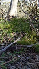 Corybas diemenicus
