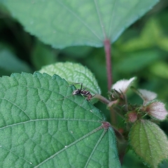 Camponotus rufoglaucus