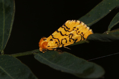 Chrysoecia atrolinea