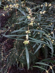 Pimelea axiflora